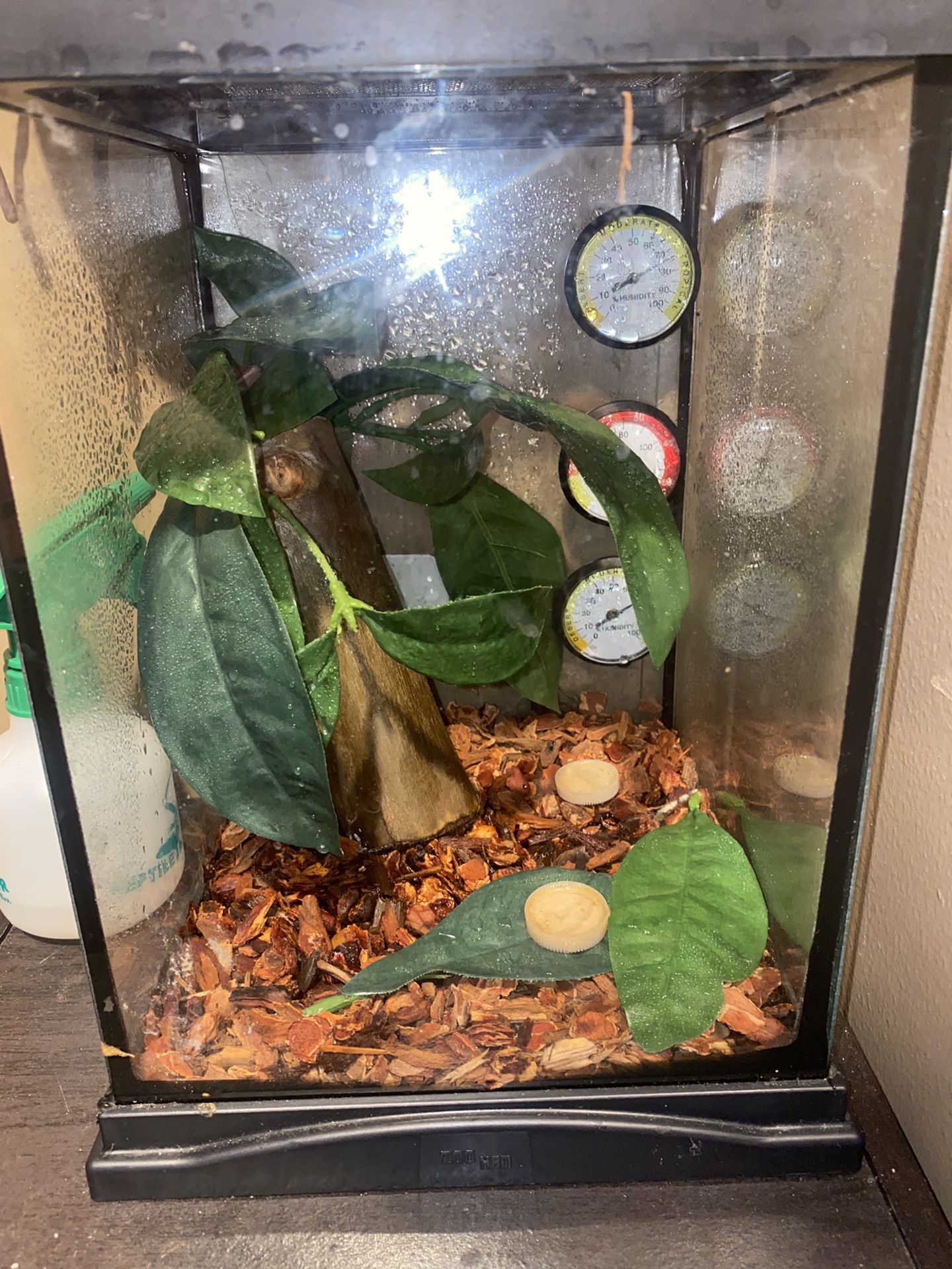 Crested Gecko Toy