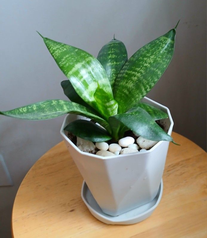 Snake Plant Live