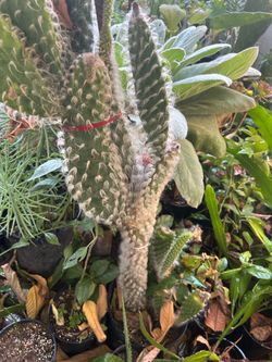 Cactus del biejito