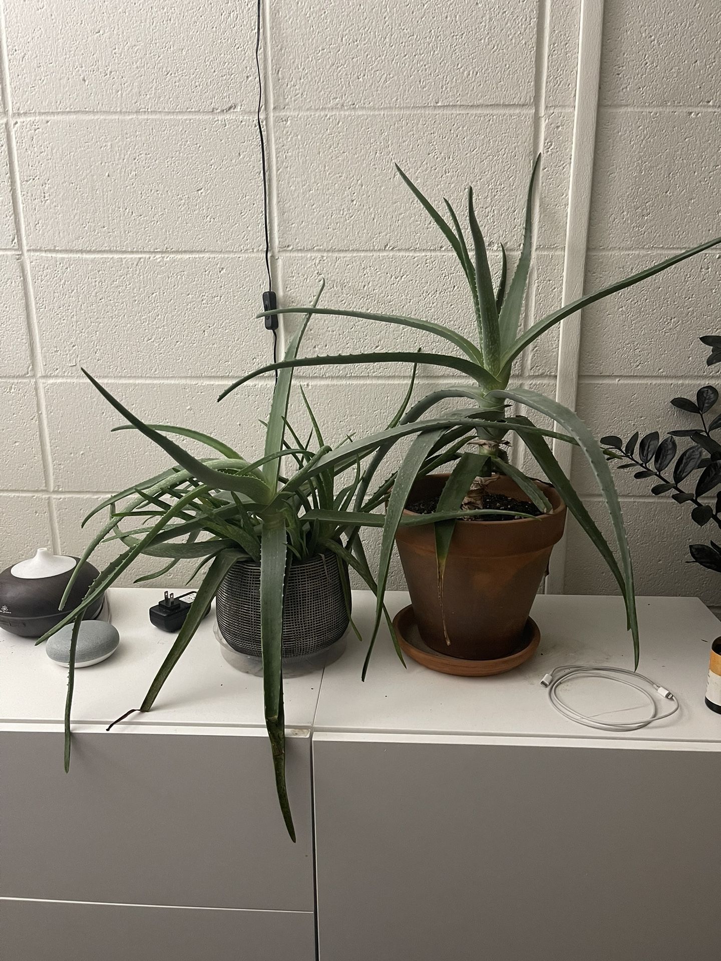 Aloe Vera plants