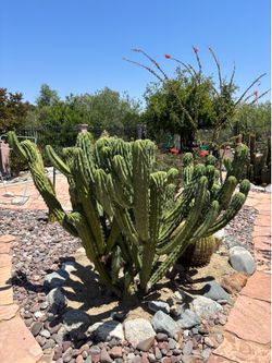 Crested blue myrtillo cactus 46” cutting