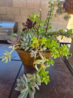 Decoration Suculents Plants Mix