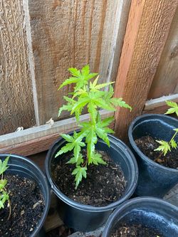 Japanese Maples