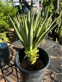 Agaves different types