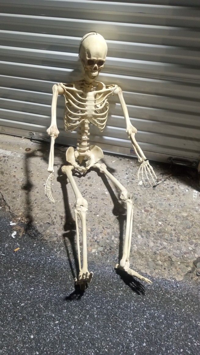 Life-size Posable Skeleton