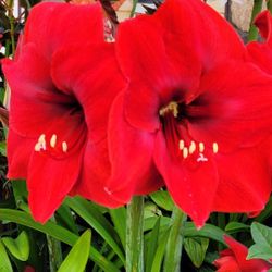 Amaryllis 3 diferente Colors