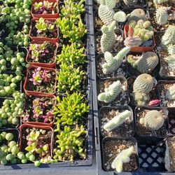 Succulents And Cacti 