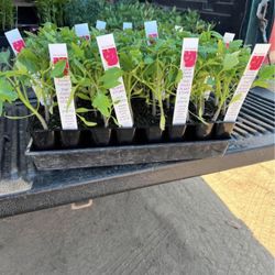 Pepers & Veggie Plants for sale / Matas de chiles y vegetales $7.00 each six pack 