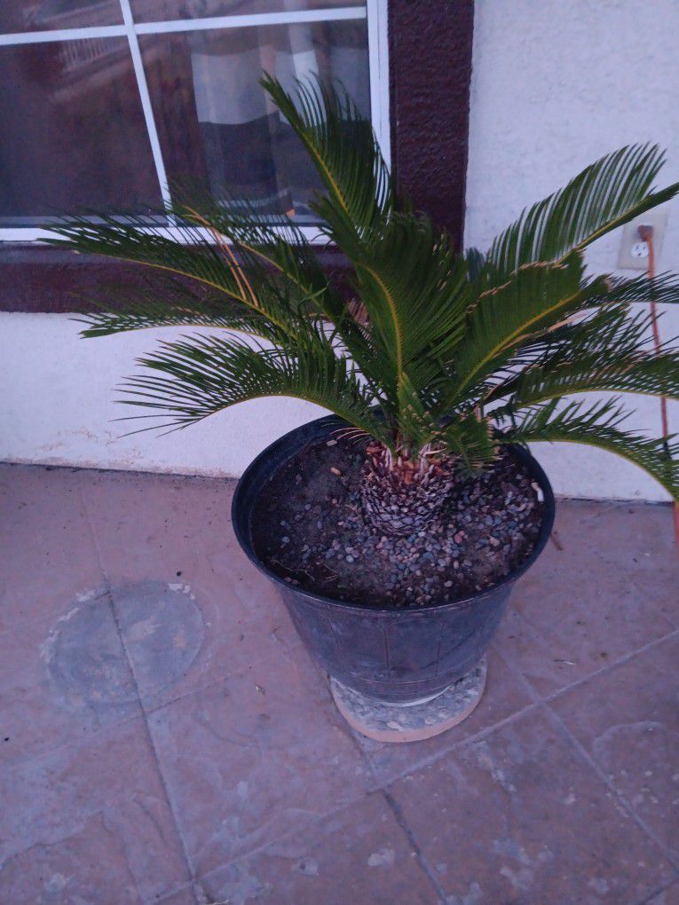 SAGO PALMS. BEAUTIFUL AND BENEFITS YOU. ONLY $35 JUST TODAY