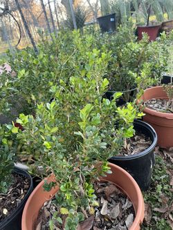 Boxwood Plants 