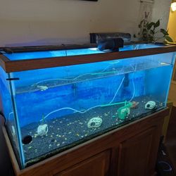 100 Gallon Aquarium 