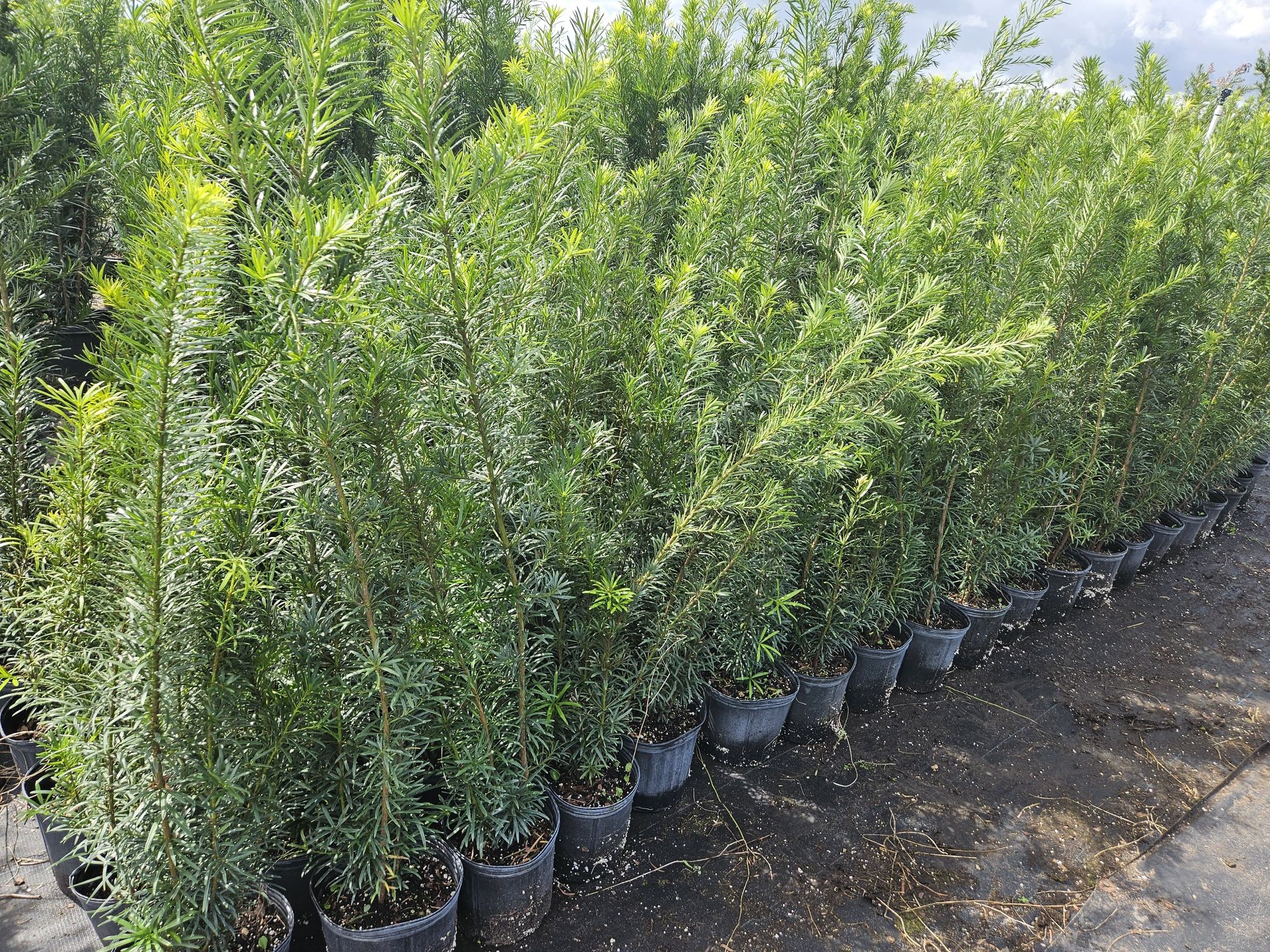 podocarpus 4 To 5 Feet tall Instant Privacy Hedge For Fence Green Full Ready $1