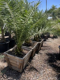 24” Box Pineapple Palms