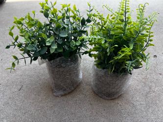 Decir little plants new