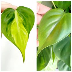 Lush trailing Philodendron Heartleaf Brazil plant/ indoor plant/ house plant/ flower patio garden