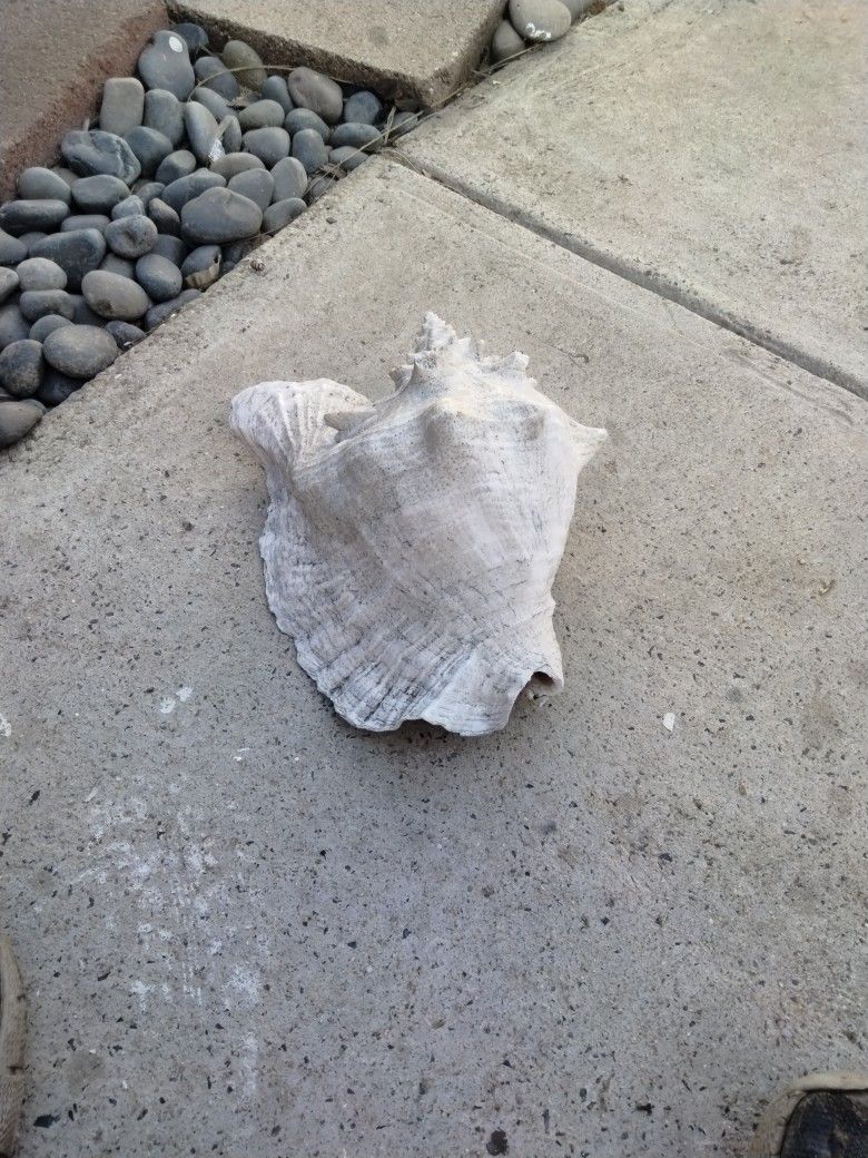 large shell 8 Inch Long