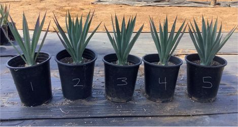 Agave Tequiliana Blue Agave 5 gallon