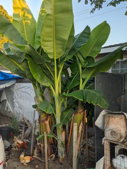 Ornamental banana trees
