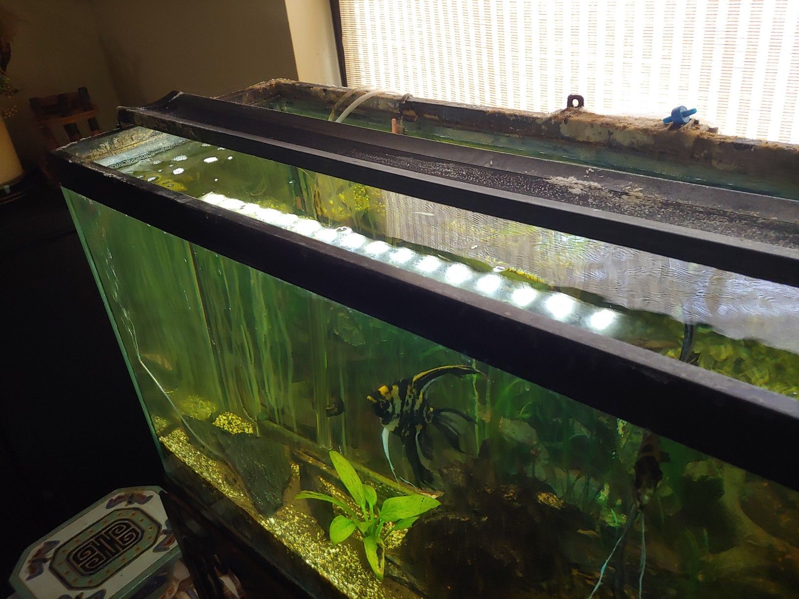 55 gallon fish tank