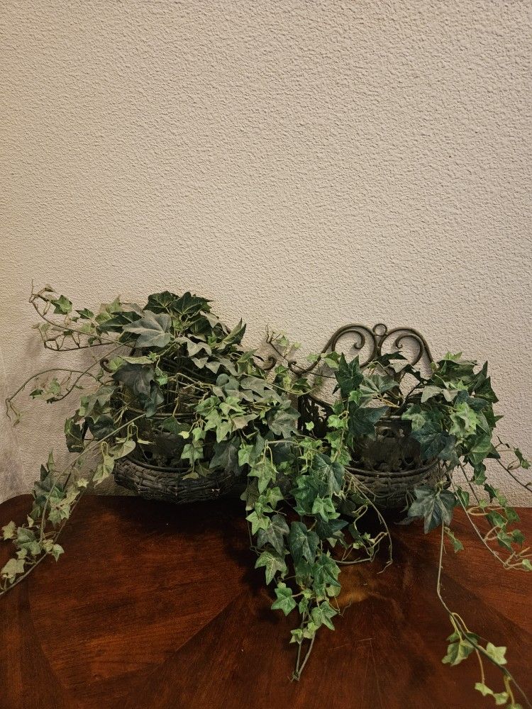 Decorative Plants With Plant Holders