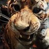 🐅 Tiger