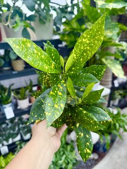 Plants (4”pot🌿Gold dust🌿crotons )