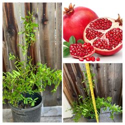 Pomegranate Pom Live Fruit tree potted live plant between 3 to 4 FT Tall  Cash only       Pick up in North San Jose, By appointment only  Location: lo