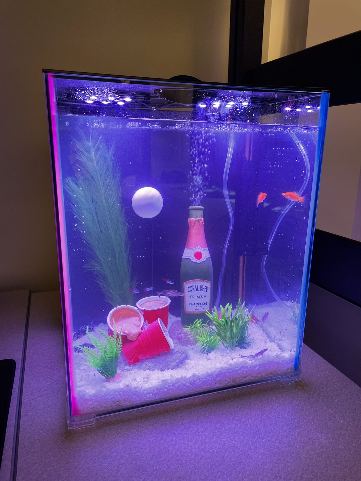 Fish Tank 