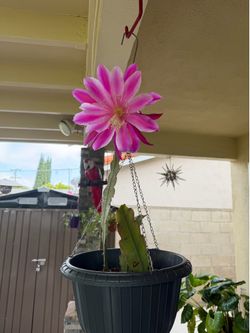 EPIPHYLLUM Beautiful Potted plant