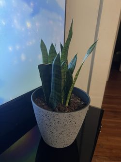 Snake Plant