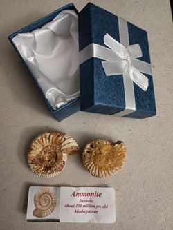 FOSSILS ROCKS AND MINERALS