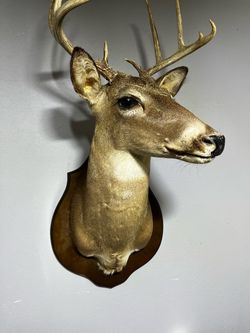 Large deer head