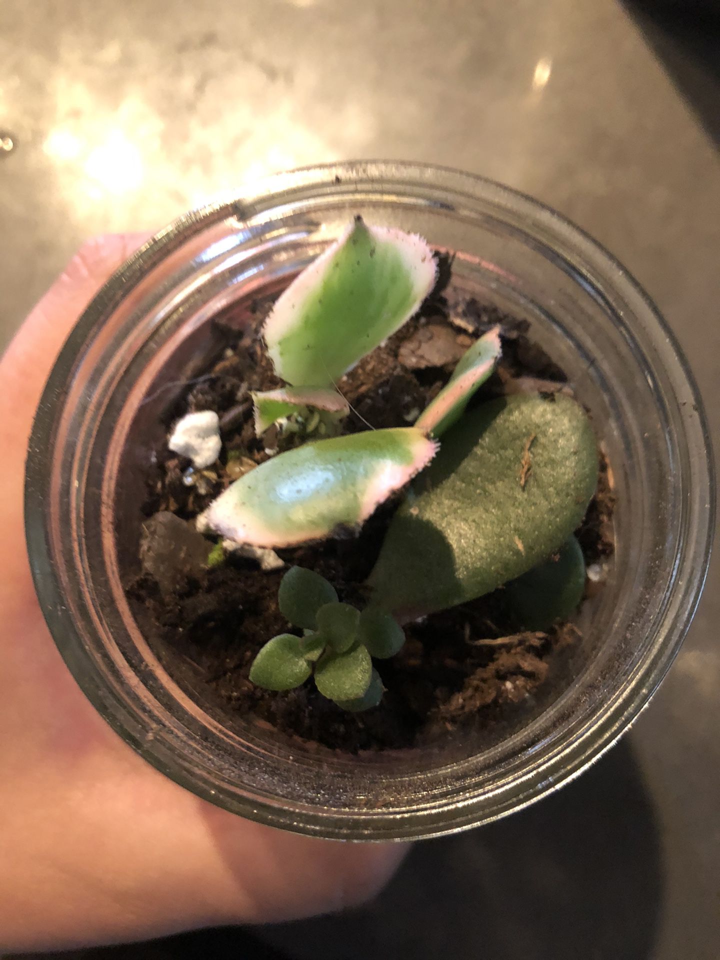 Succulent/Jade cuttings in jar for sale