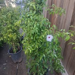 Pandorea Jasminoide Rosea Vine Type Flowered Plants!