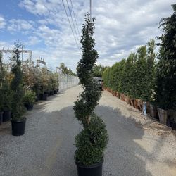 Eugenia Spiral 