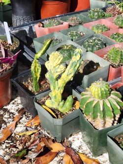 Variegated Cactus in Plastic Pot