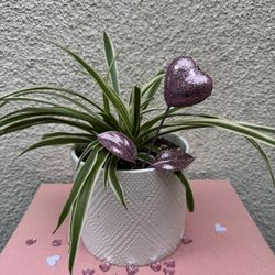 Valentines Gift Spider Plant