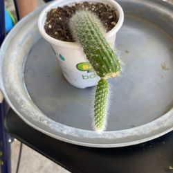 Monkey Tail Cactus