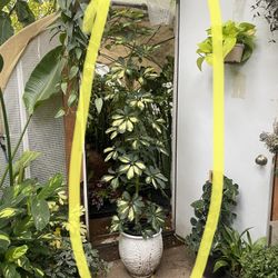 ~6ft super variegated umbrella plant, ceramic pot not included; 95820
