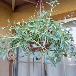 planta de delfín de colgadera