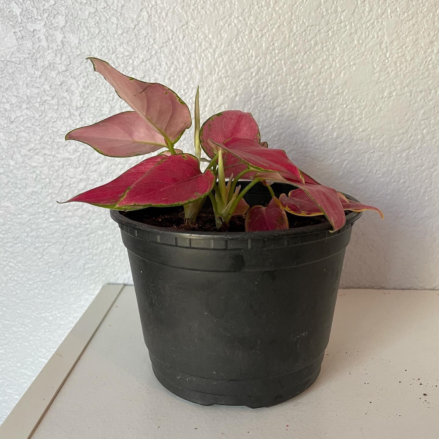 Aglaonema Lucky Red
