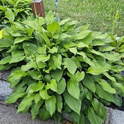 Hostas