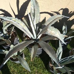 Blue Agave Plants In Pots