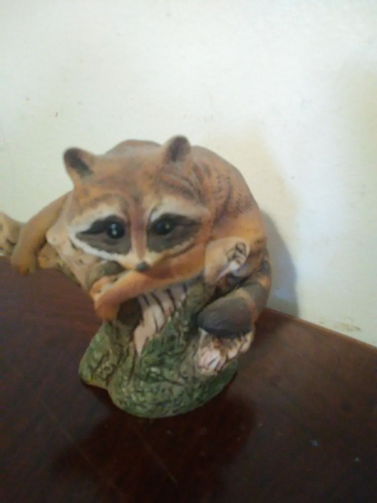 Raccoon