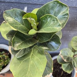 Fiddle Leaf Plant