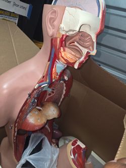 Human Anatomy Torso Model with Head