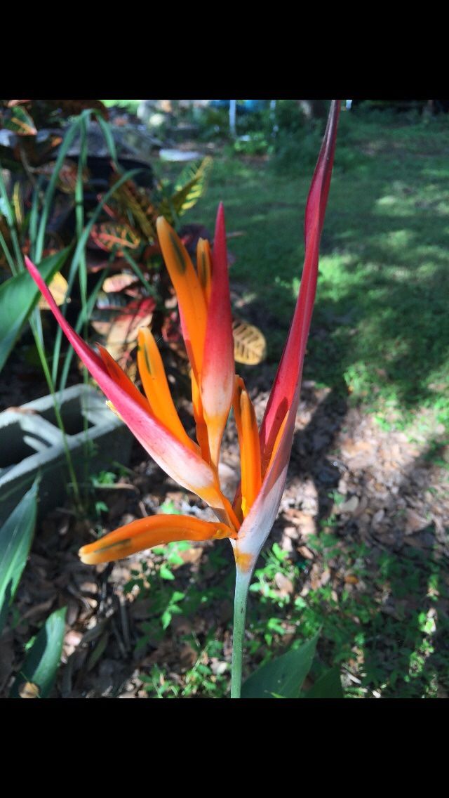 PARROT’S BEAK Or fake bird of paradise plant