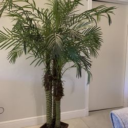 Silk Palm Plant