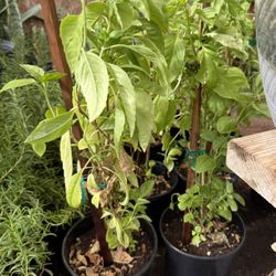Basil Or Albacar Plans $10 Each Price Firm 