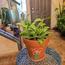 Insulin Vining Plant In 5in Terracotta Pot With Tray